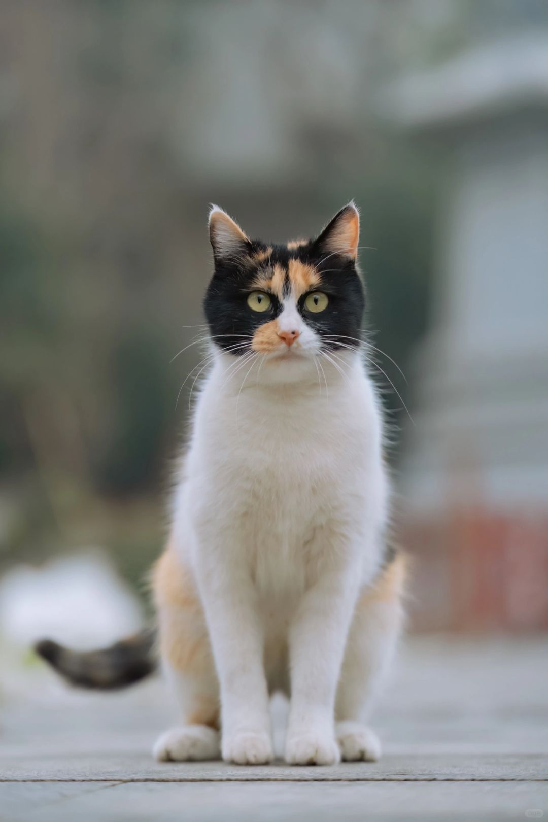 这三花猫的面具也太酷了吧