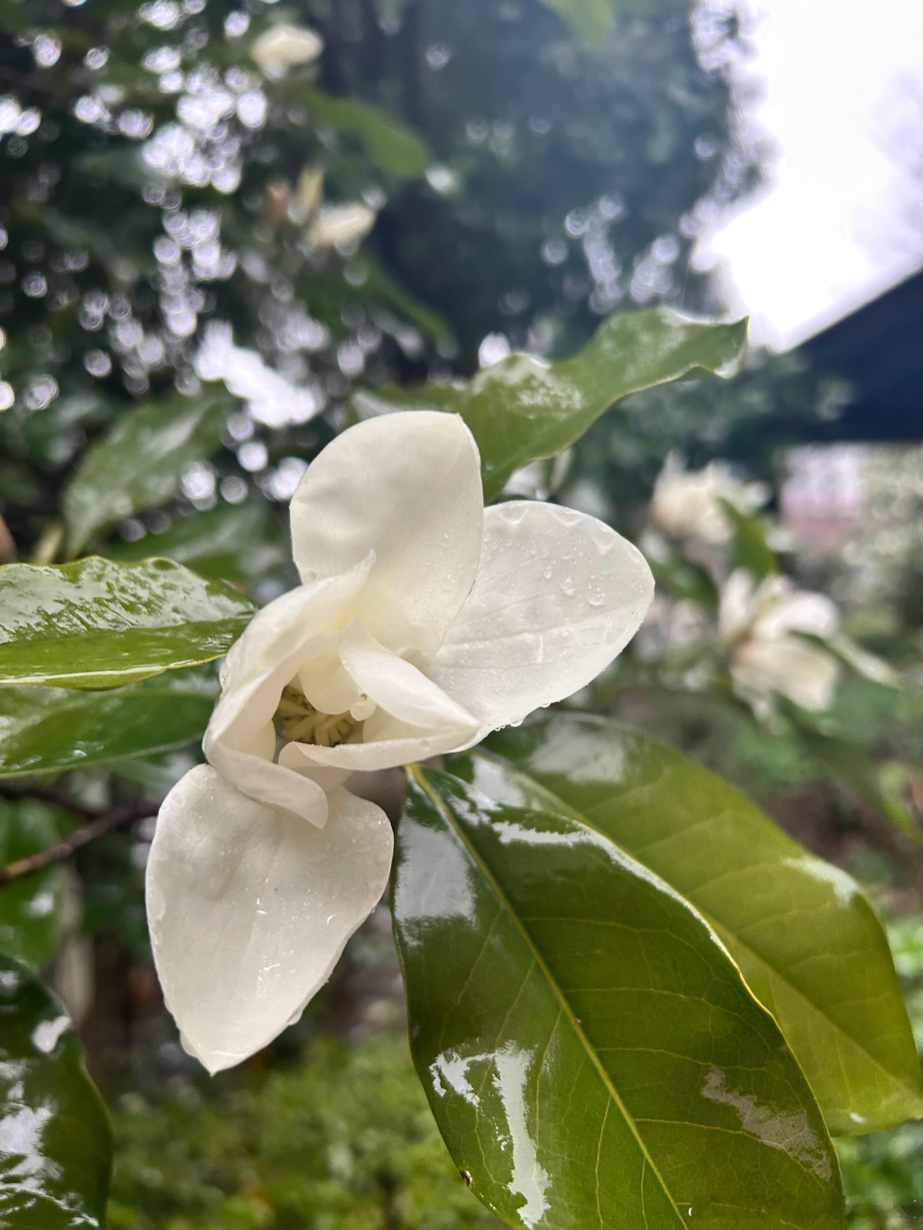 樱花如雪。 ​​​