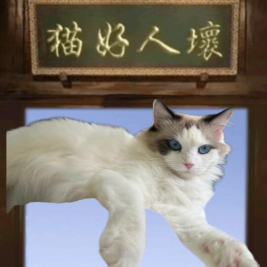 这个模板有点东西 猫好人坏