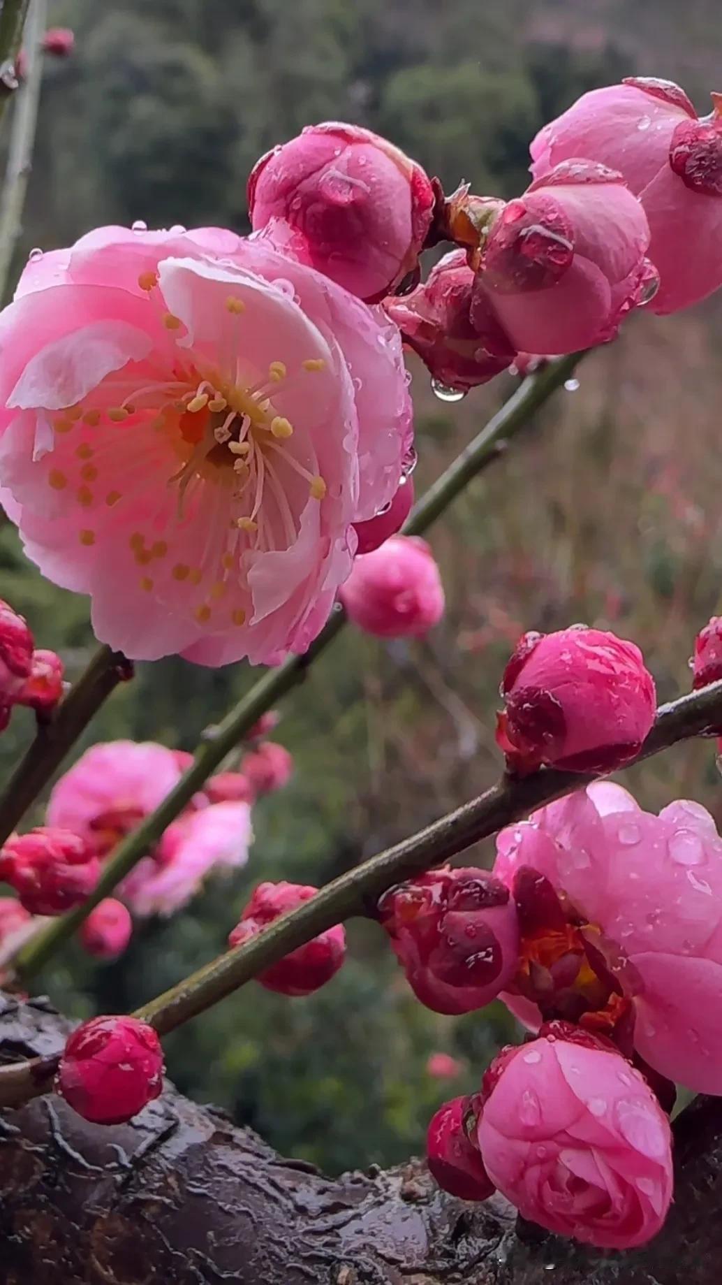 雨润梅花枝红，春光满目新。红梅花唤醒春天 绚丽多姿梅花开 红梅满枝