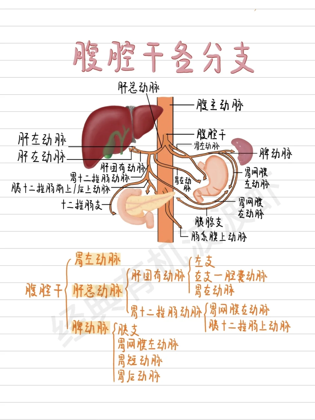 医学生笔记-腹腔干各分支