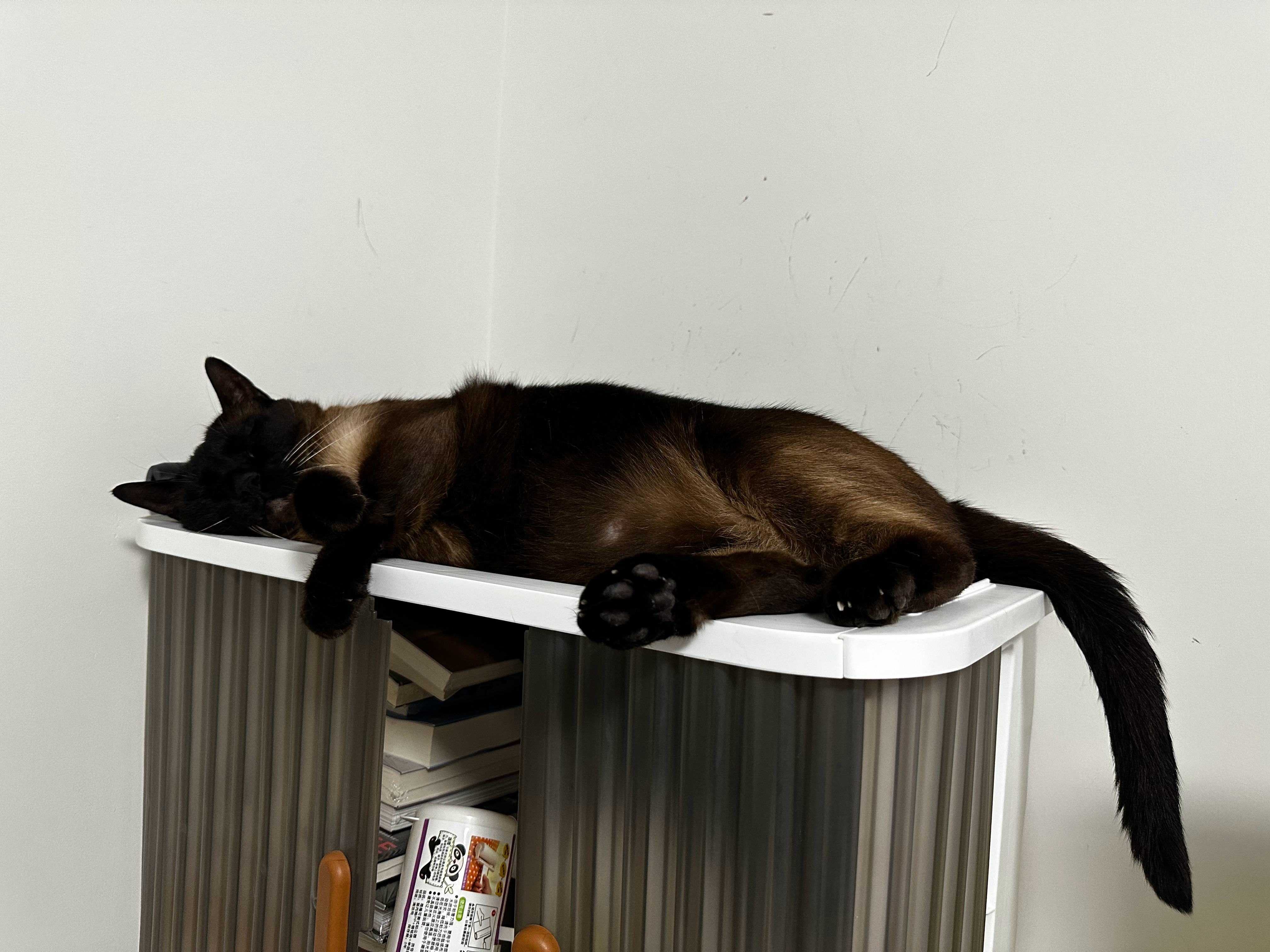 小白猫9岁了！年纪大了之后都瘦下来了，今年都不到20斤了可乐与粥的日常