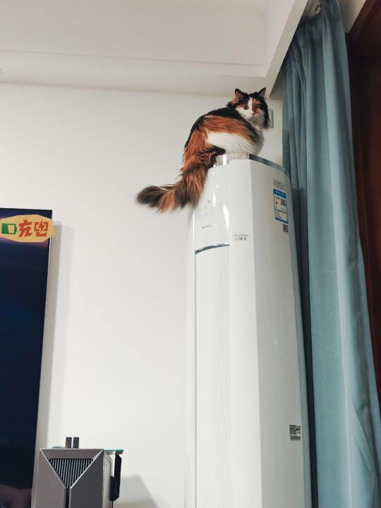 宝宝，妈妈真的不需要猫毛掸子了