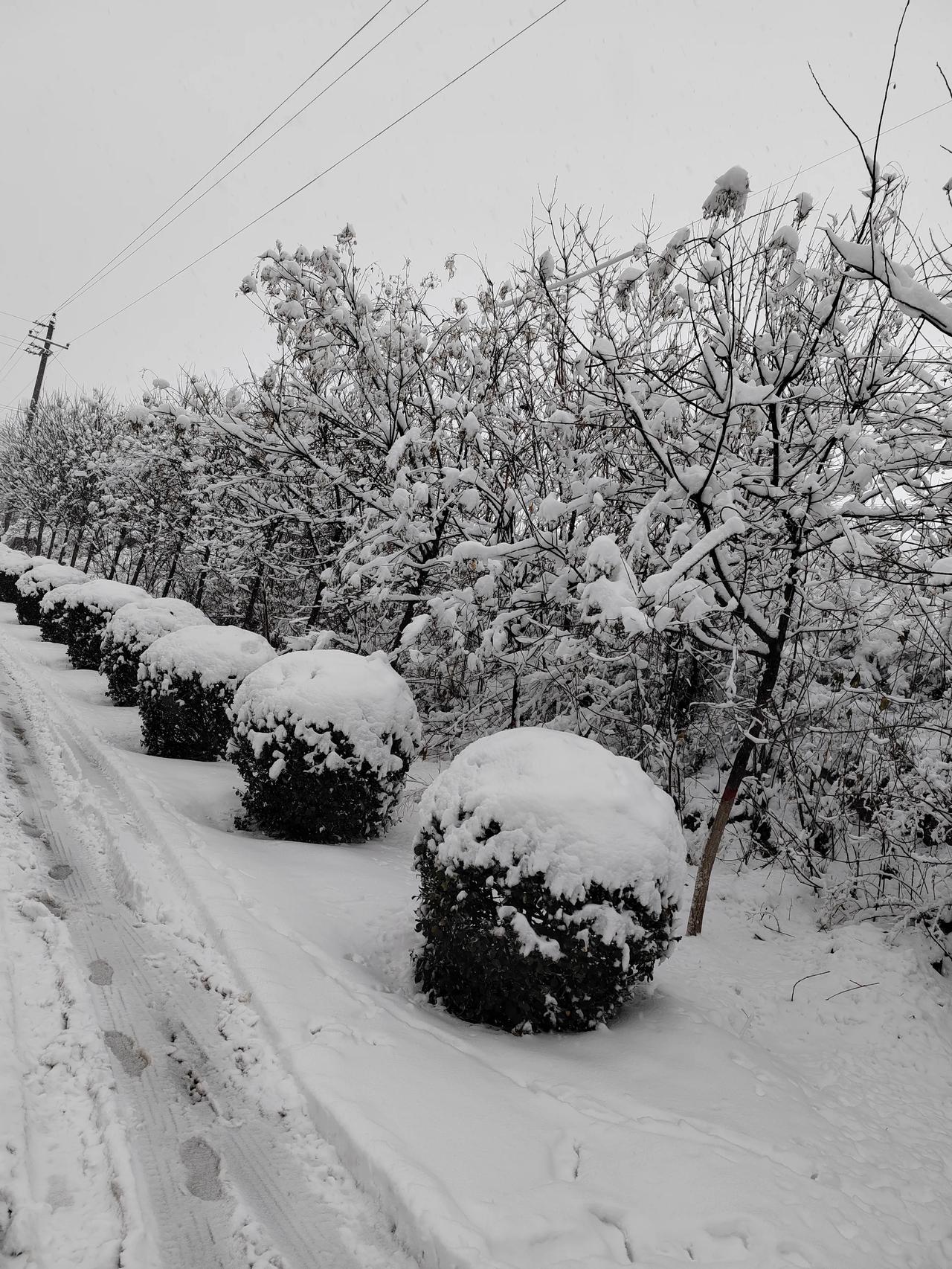 雪花雪花，飘飘洒洒。漫天飞舞，静静落下 ——胡秉言《雪景》雪景 风景