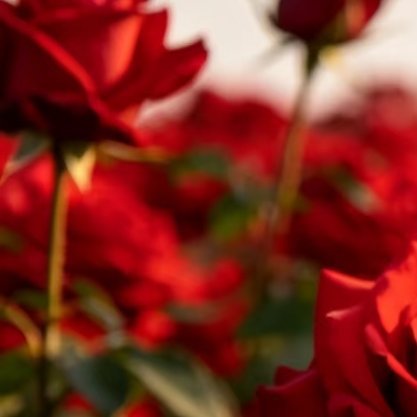 玫瑰的种植方法一、时间：玫瑰花除了采用扦插的方式进行繁殖之外，还可以选择播种的方