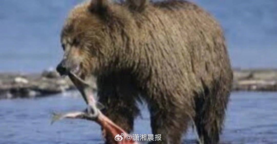 【#日本员工扫浴池时被熊叼走池边有血#，警方只能靠衣服辨认】近日，日本岩手县一温