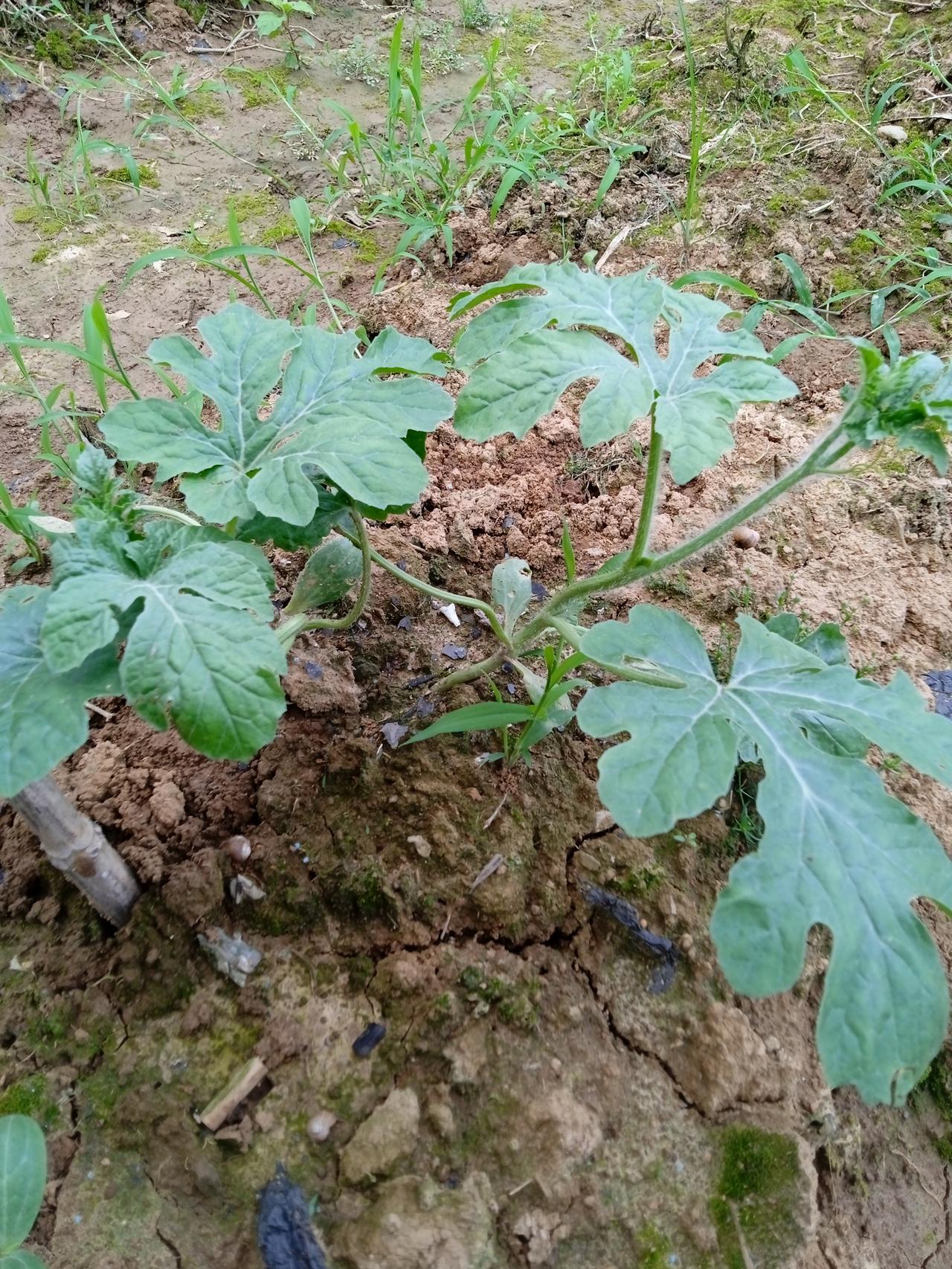 水滴筹到底是个怎样的平台？
我父亲住院的时候，每天都有自称水滴筹的工作人员来询问