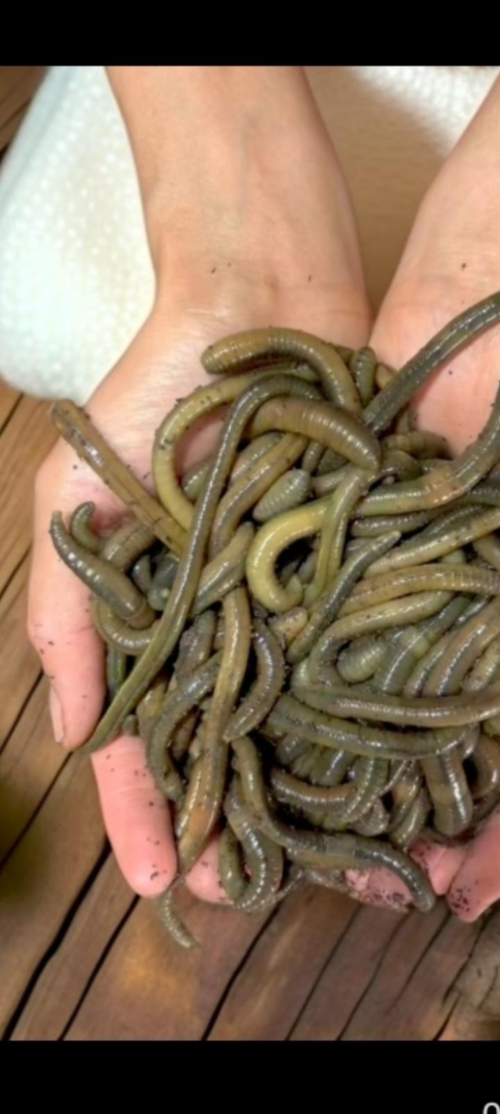 给印度出个发财的主意养殖蚯蚓，一亩出一吨每吨一万元。
印度截止目前有3亿头牛，资