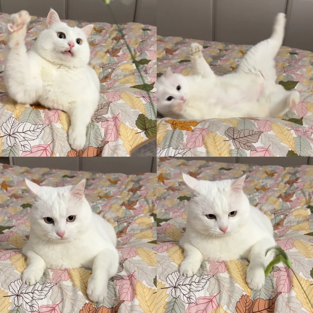 玩逗猫棒被撂倒了，甩脸子中……