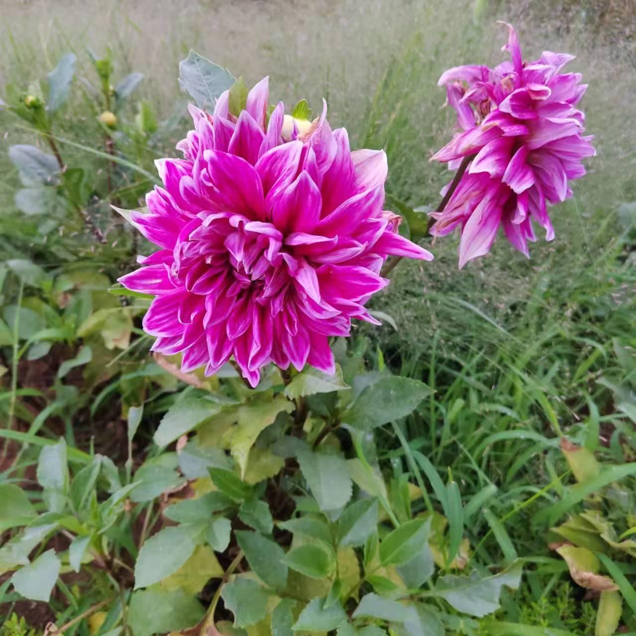 花儿
这种大型花朵真的好漂亮，就是不知道叫什么名字。