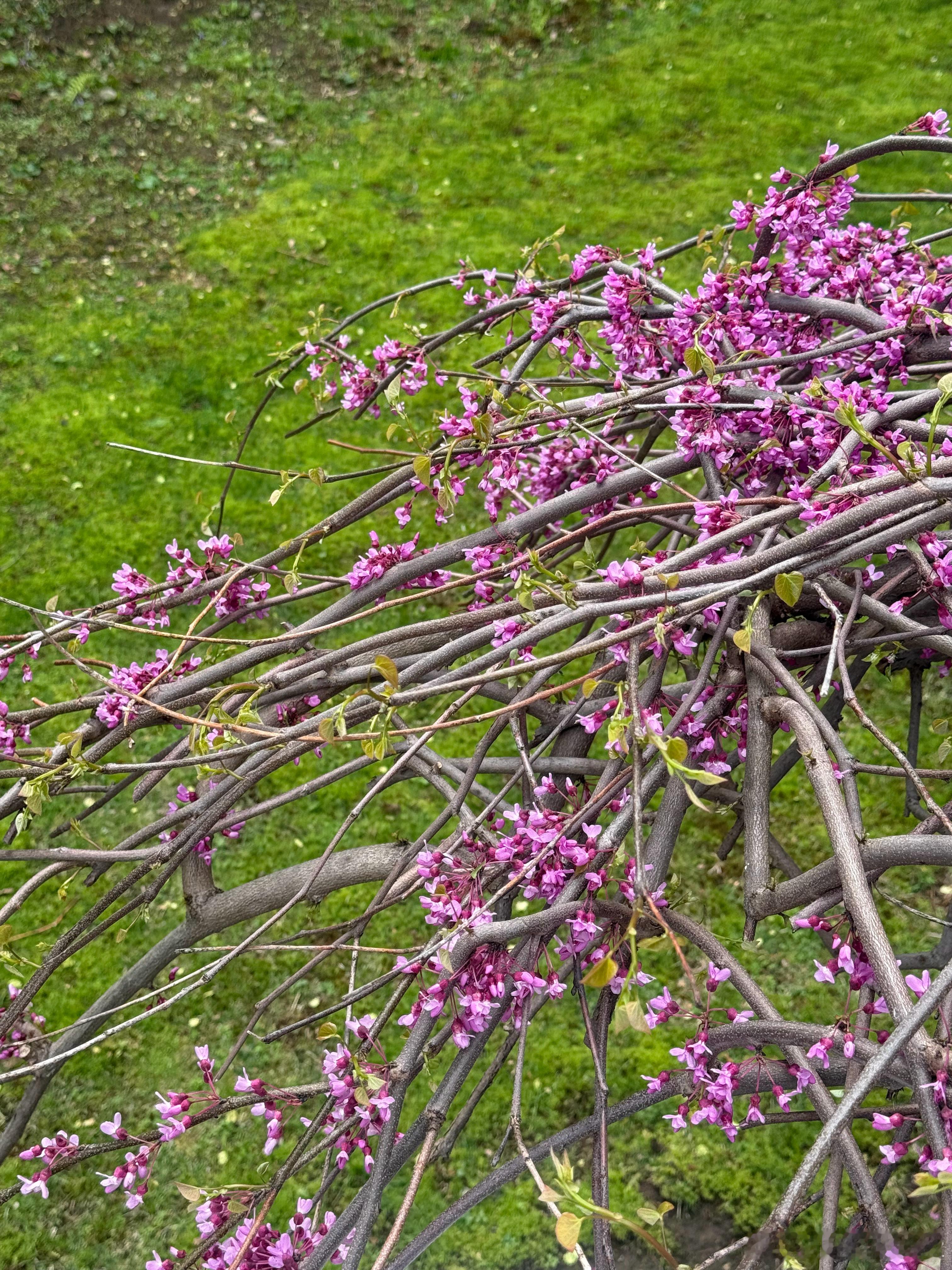 Weeping Redbud 开花了，枝条垂到地上，冬天的时候被我剪短了。 