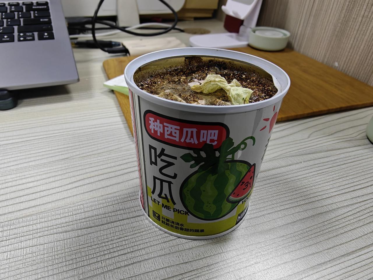 办公室种瓜日记第一天

昨天过生日，朋友送的miniso买的西瓜种子，一共6粒种