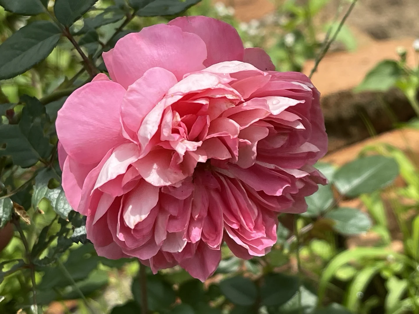 木村狮心花朵耐雨测试