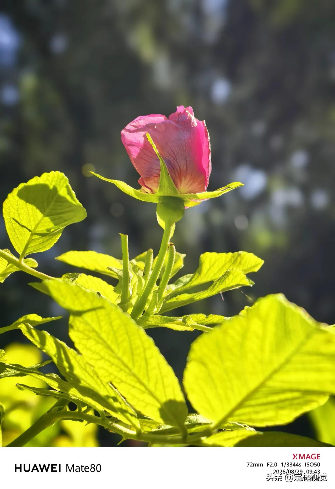 分享一张相册里的花映日月季