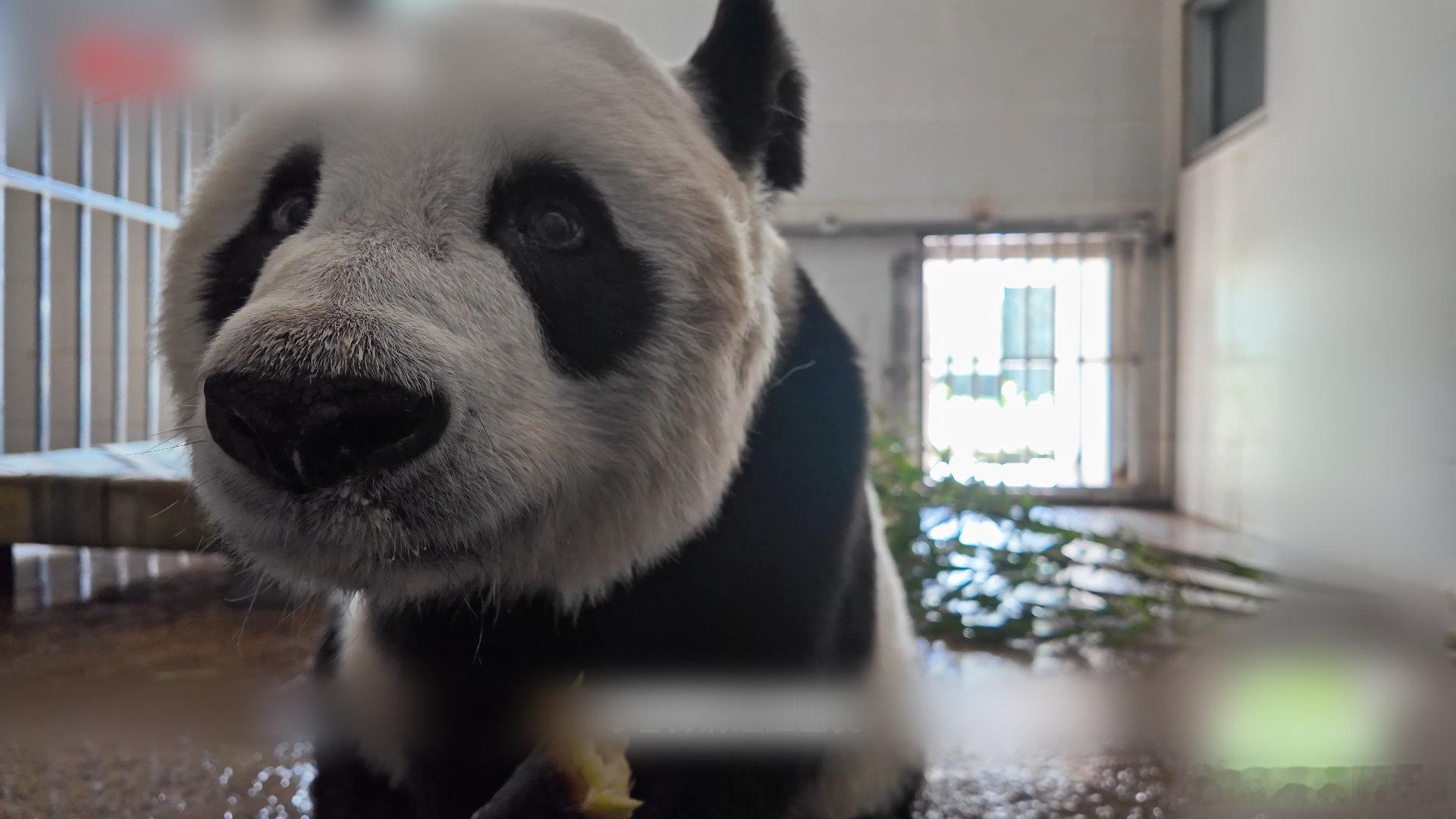 去成都体验老年熊猫的慢生活 野生大熊猫的宿舍长什么样？你是不是也很好奇，今天就来