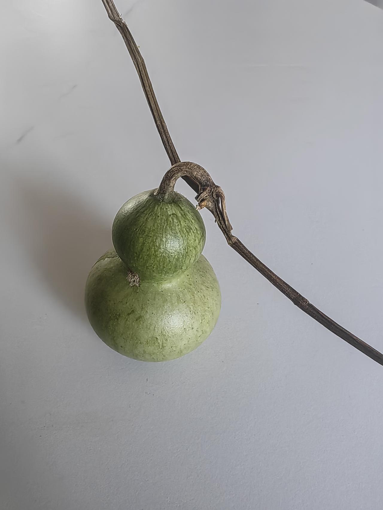 晒图笔记大赛以前见过很多文玩葫芦，前两天去亲戚家，发现他家种了很多小葫芦，出于好