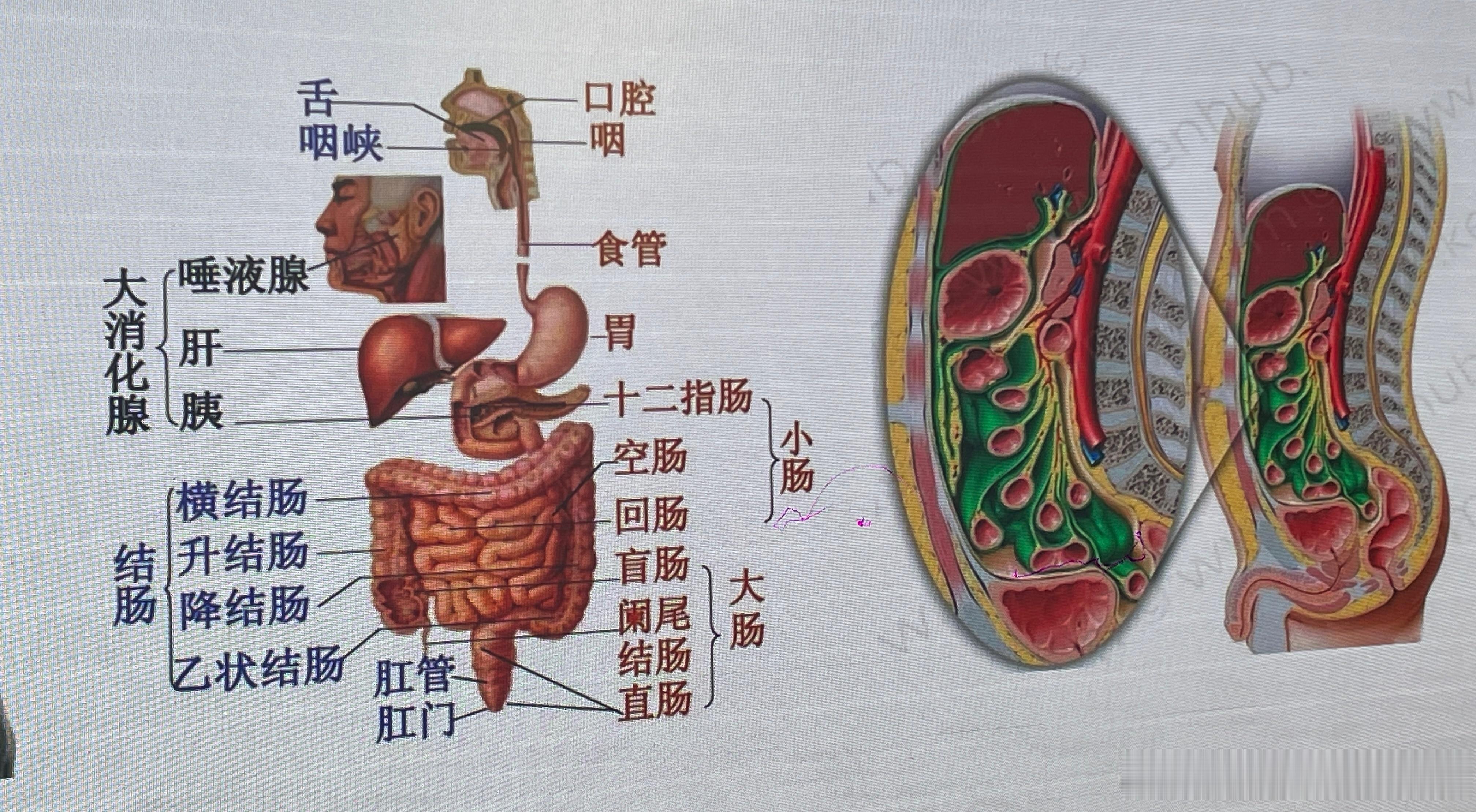 生活手记小暑一过，三伏天的“烤”验正式开启。此时天地阳气最盛，人体毛孔大开，就像