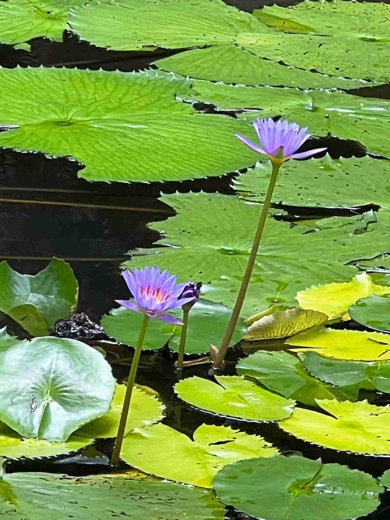 一塘清莲，把盛夏的浮躁都揉成了慢镜头，世人爱其清姿，我敬其魄力：敢在最混沌的地方
