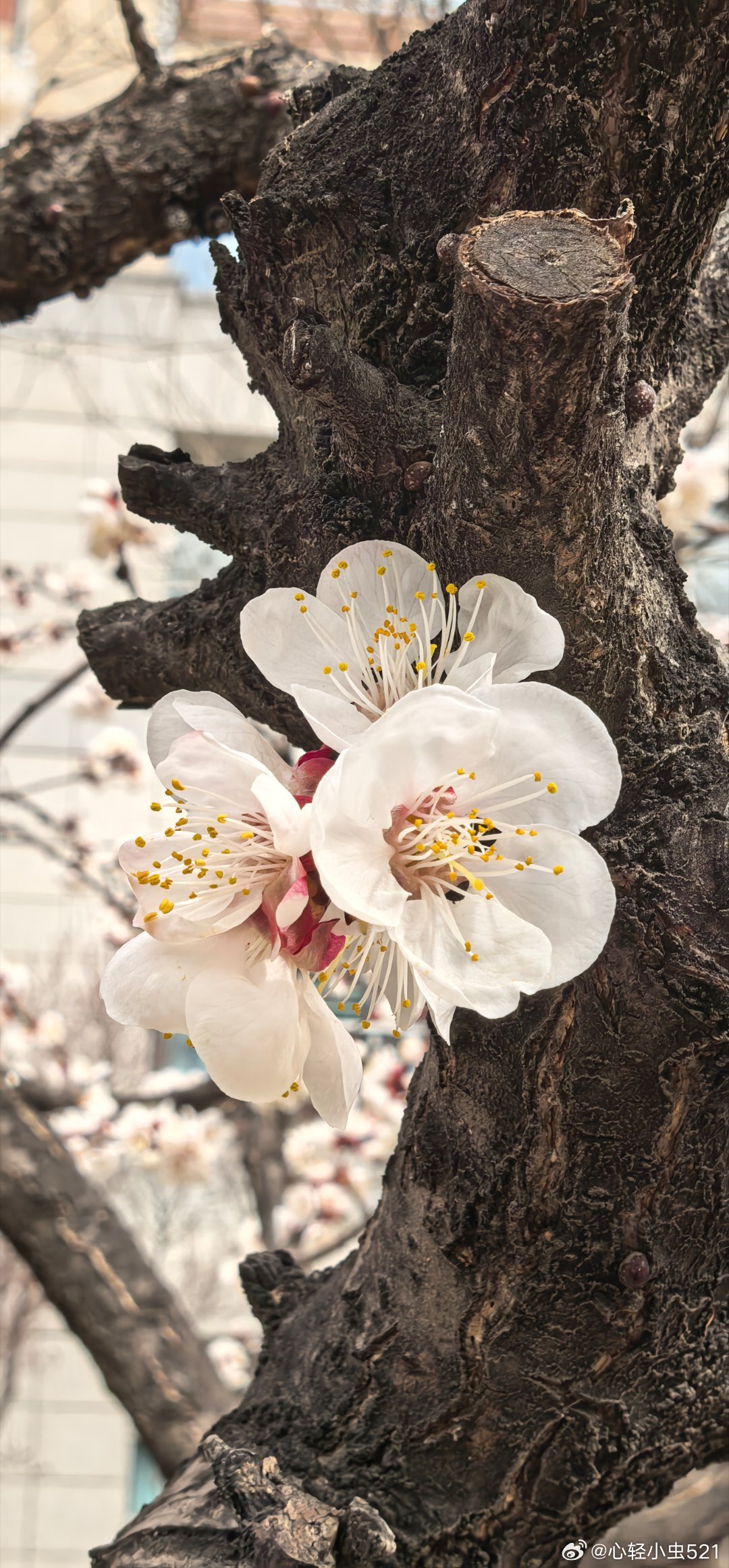 鲜花盛开的季节 
