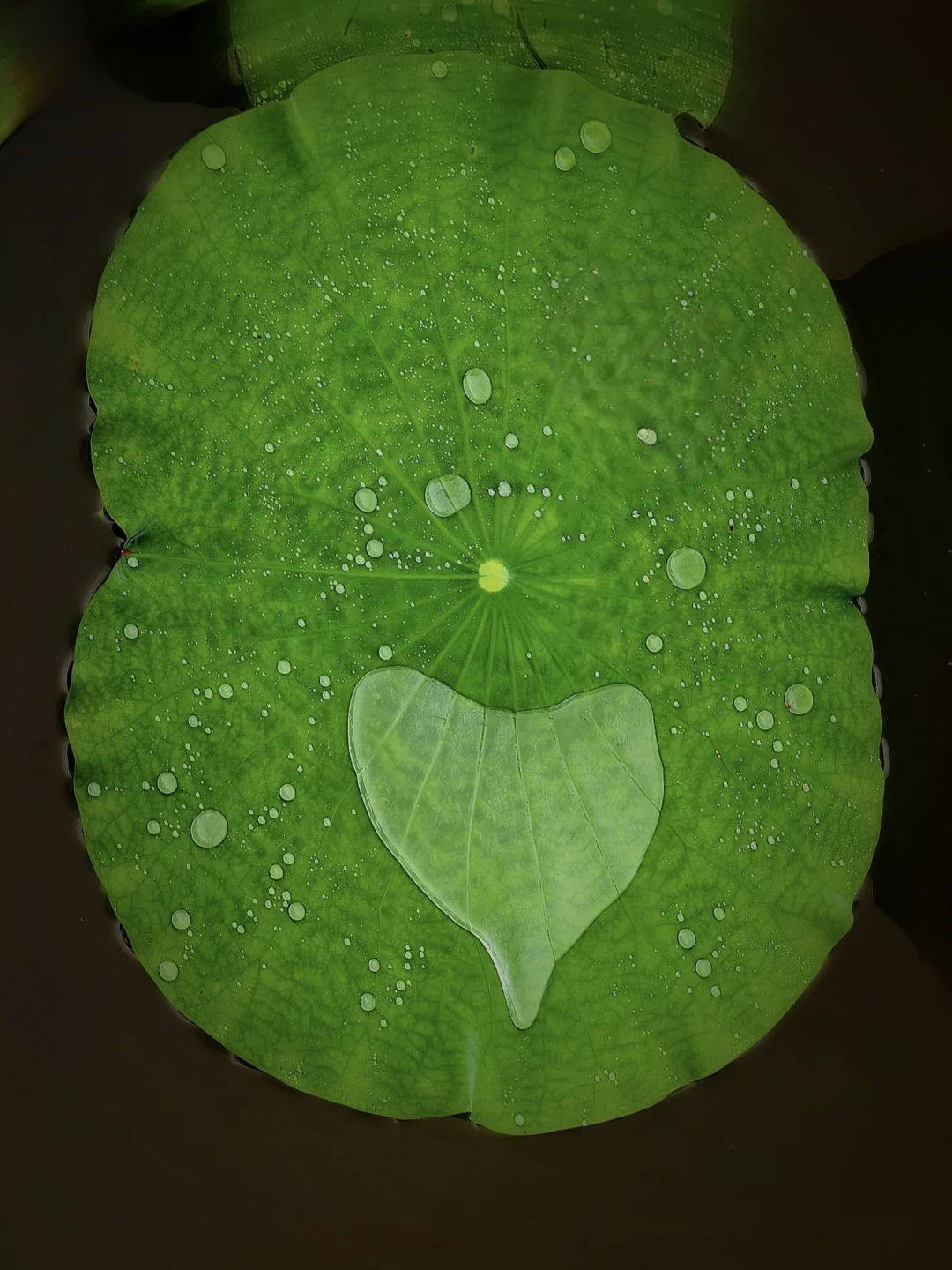 荷叶上的露珠