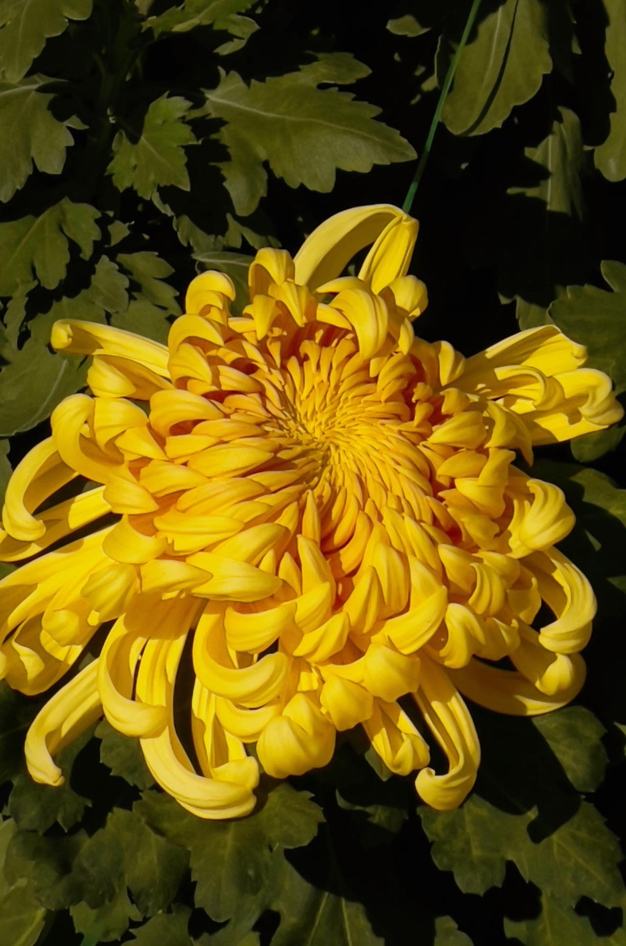 【原创】冬日赏菊—北海公园菊花展