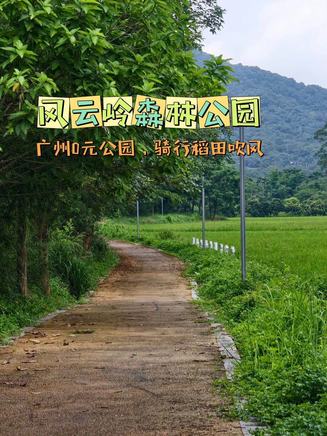 0元打卡广州版“有风小院”！骑行稻田吹风