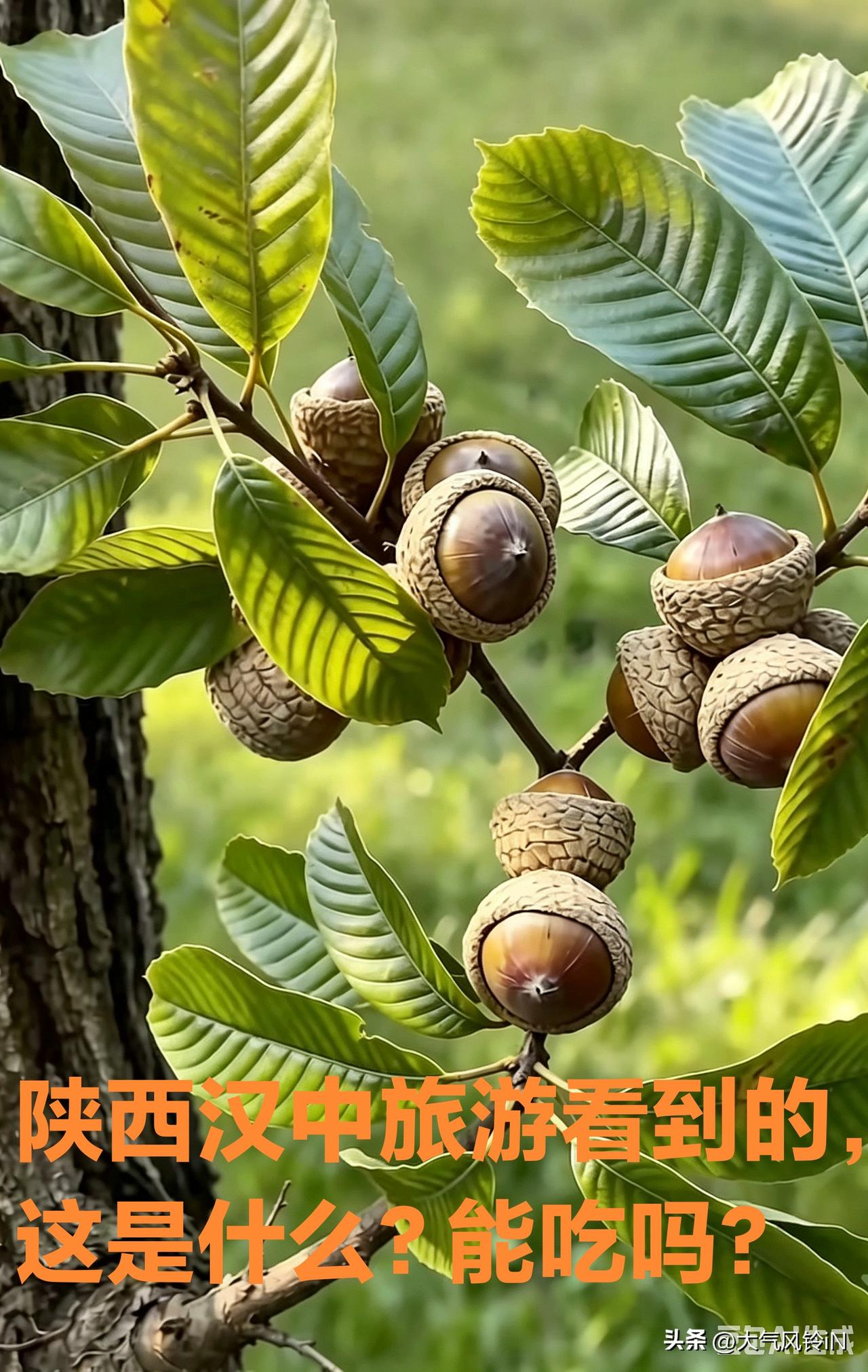暑期带孙子去陕西旅游玩几天，途中路过汉中市，在山脚下拍到一种奇特的植物，枝头挂满