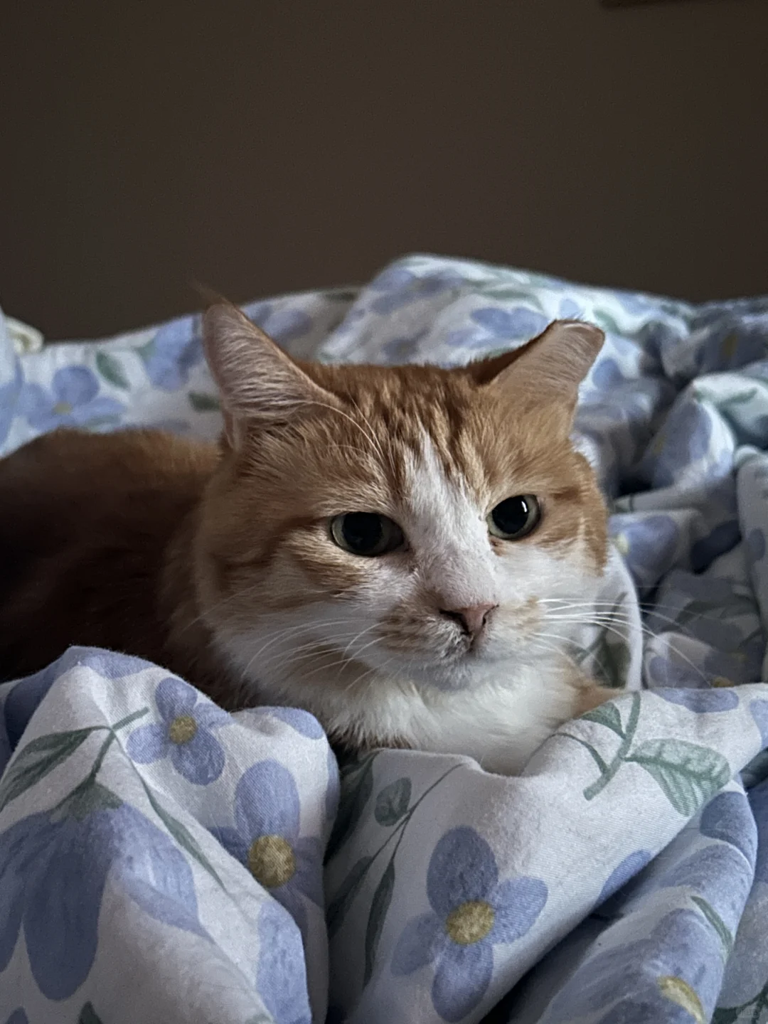 安顿好奋宝，和他说了拜拜后，因为错过高铁，又麻溜滚回来了[生气R]