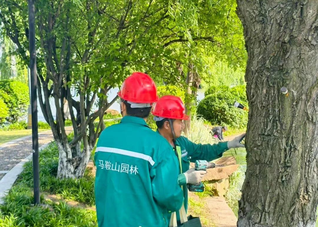 【马鞍山出手治理“毛毛”！杨柳絮+蚜虫，原来是它们惹的祸😮】最近马鞍山街头“毛