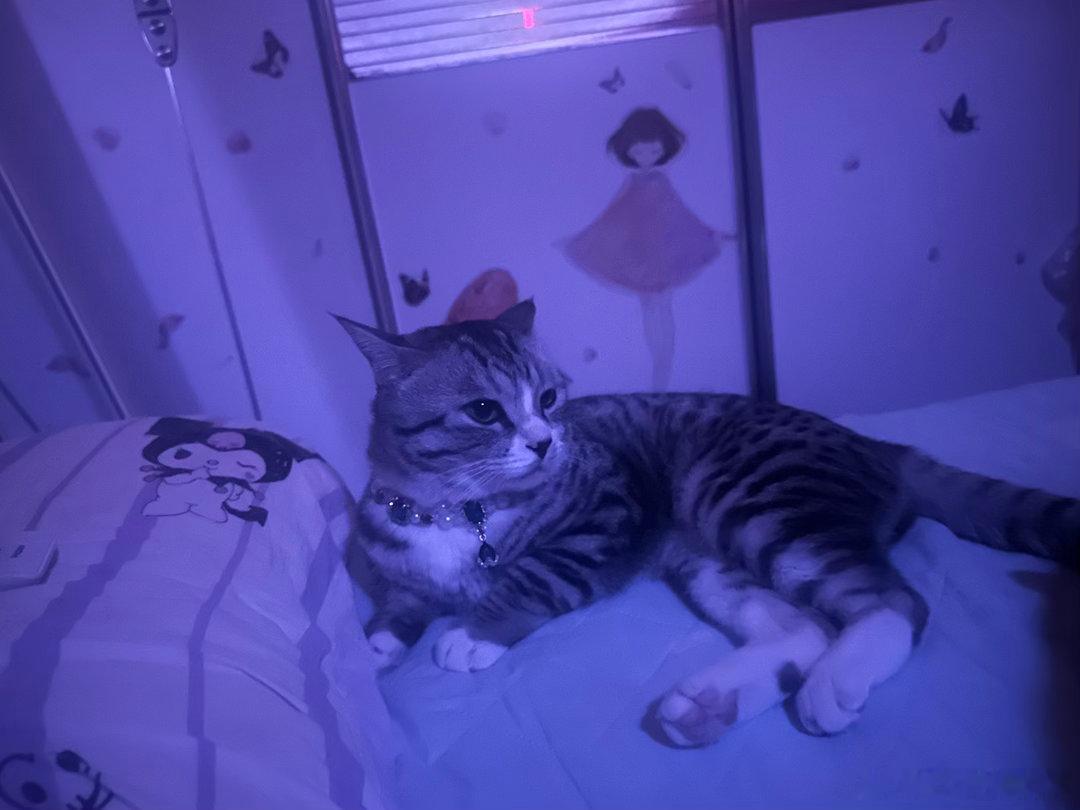 猫咪一不小心帅过头了在我心中最帅小猫，坐姿都老钱风 