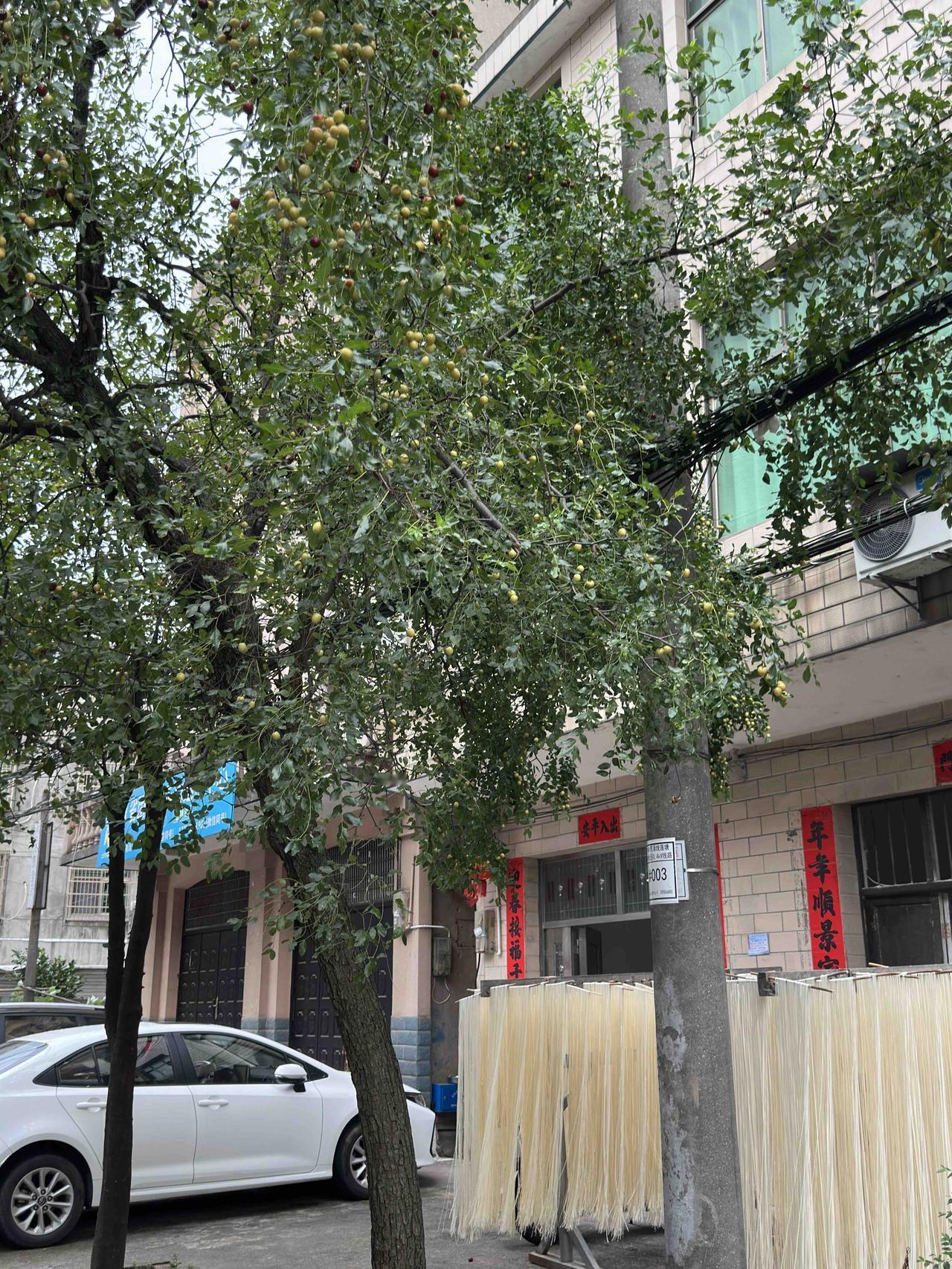 早就听人说过：枣子滑肠。
亲测：枣子确实有滑肠通便的作用，适量食用能有效缓解轻度