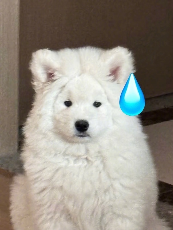 尴尬期小狗，头顶假头套，萌态十足，笑翻你我！ 