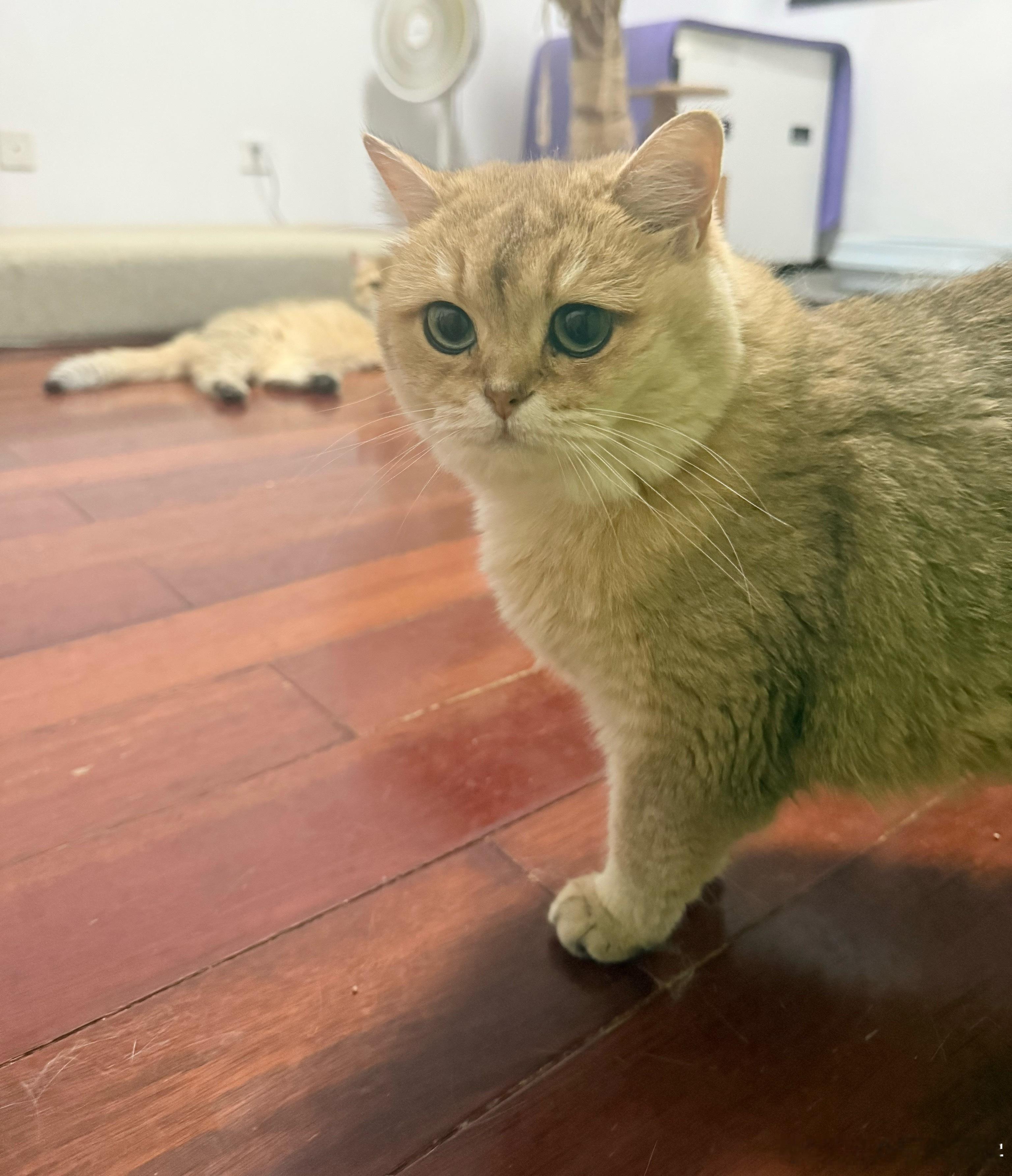 小黄桃监督我铲屎萌宠猫咪