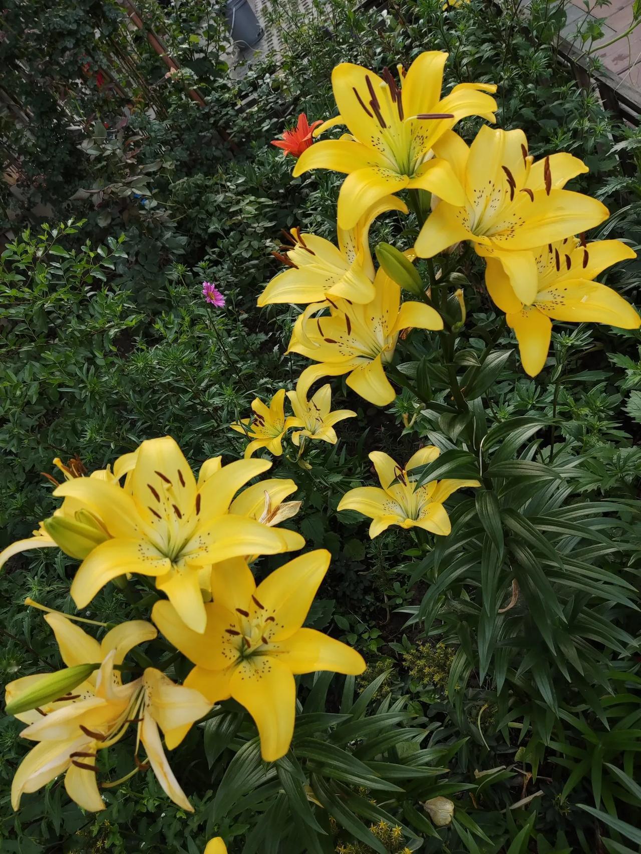 谁有花草照片，可以晒下吗
