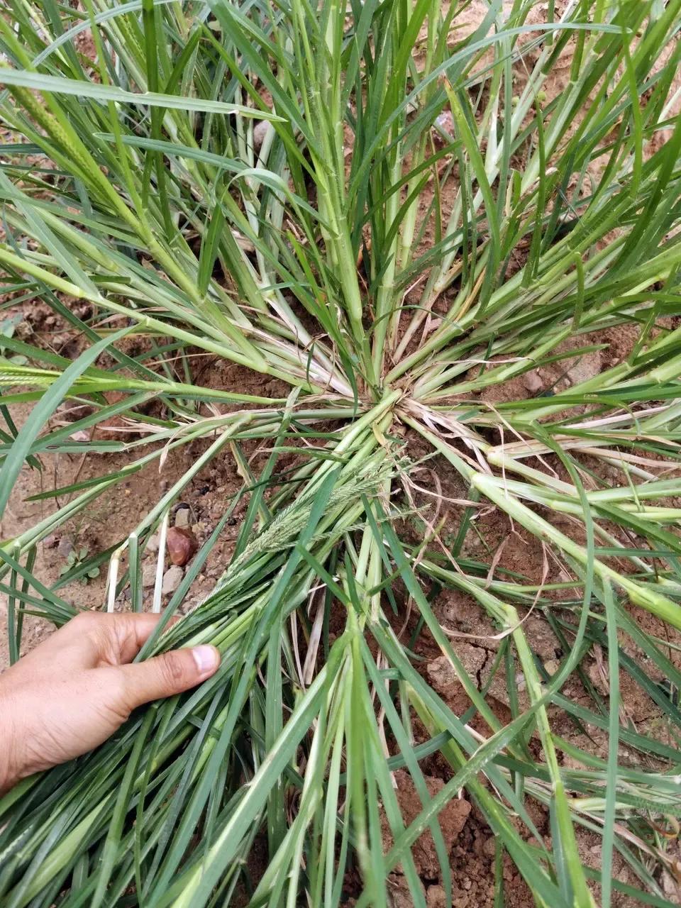 这草名叫老驴拽，
根深叶茂长的嗨。
手拔永远拔不掉，
冬天来了黄飘翘。

雪怕太