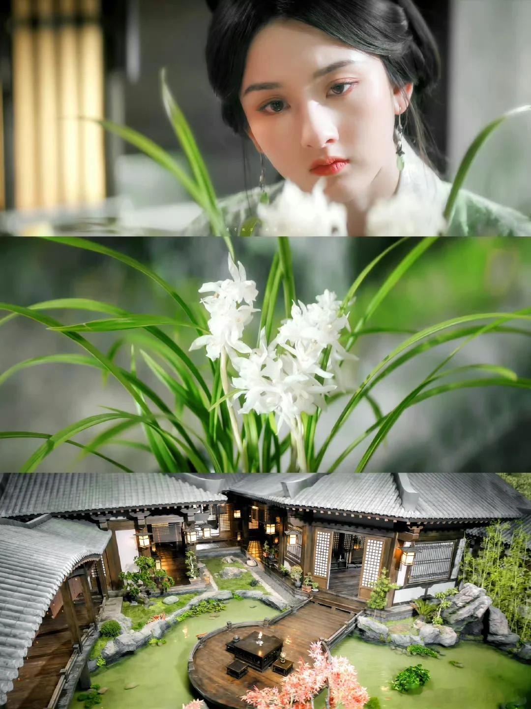 宋祖儿折腰[话题] 这组小乔兰草真的太漂亮了，让我贴贴香香小乔。 