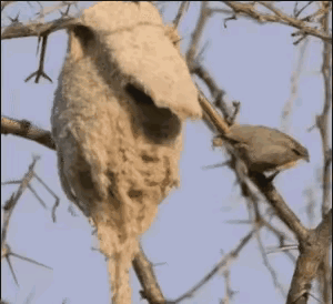 鸟中的能工巧匠，巢穴的进出口竟然能开合。