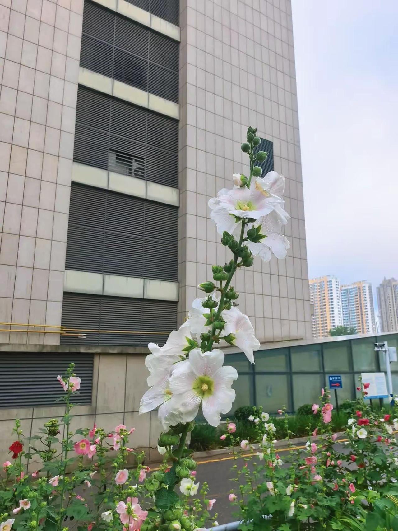 雨润蜀葵别样艳
