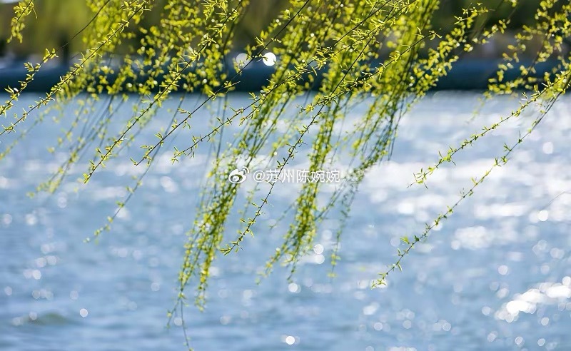 今年是早清明。老辈人说，清明看农历，二月是早清明，三月是晚清明。老话说：二月清明