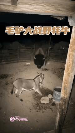 驴中扫地僧
会使三连鞭
