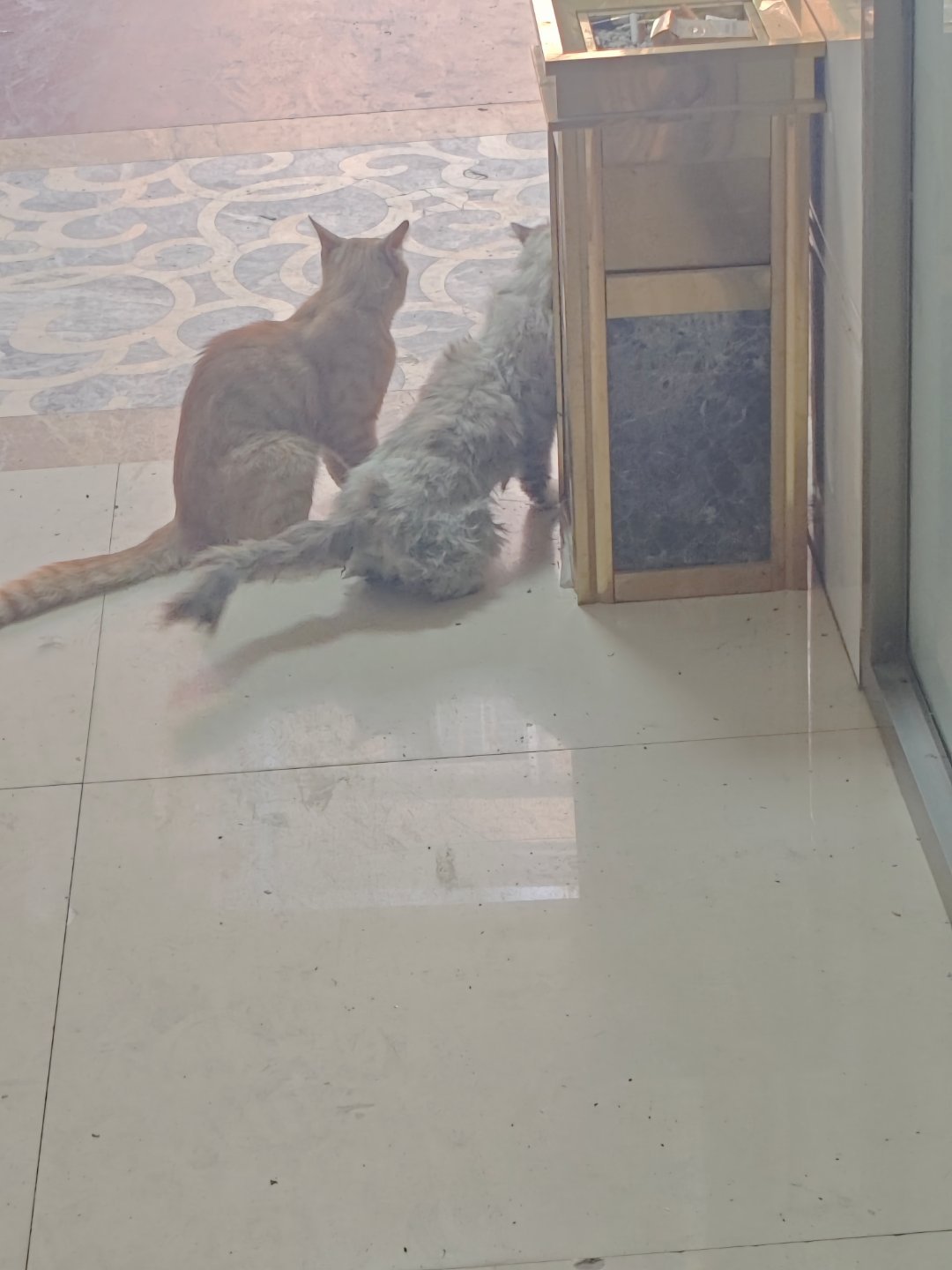 这么爱吗，又被我抓到了