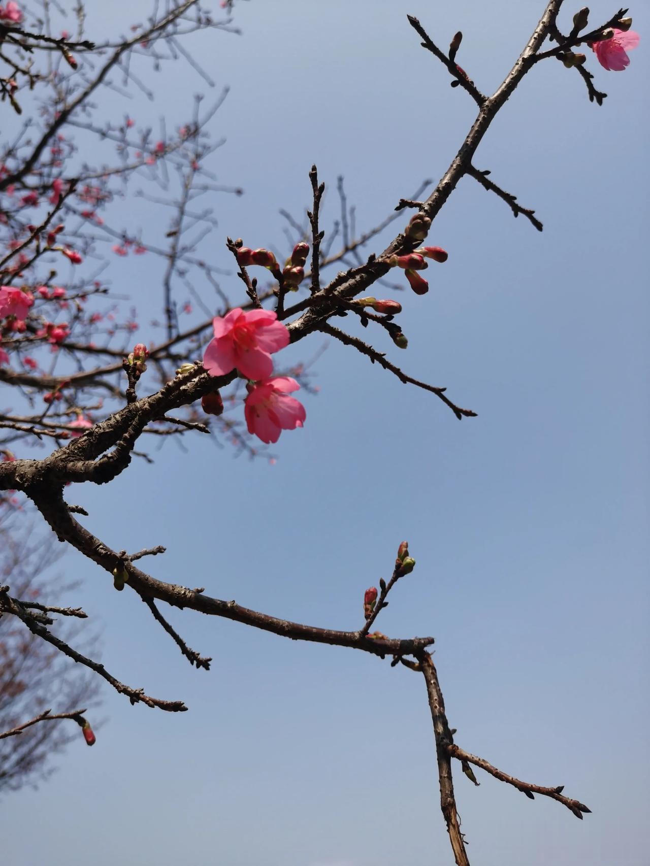 #旅游# 广东河源中山公园 樱花盛开，一定要带上她一起去看看
