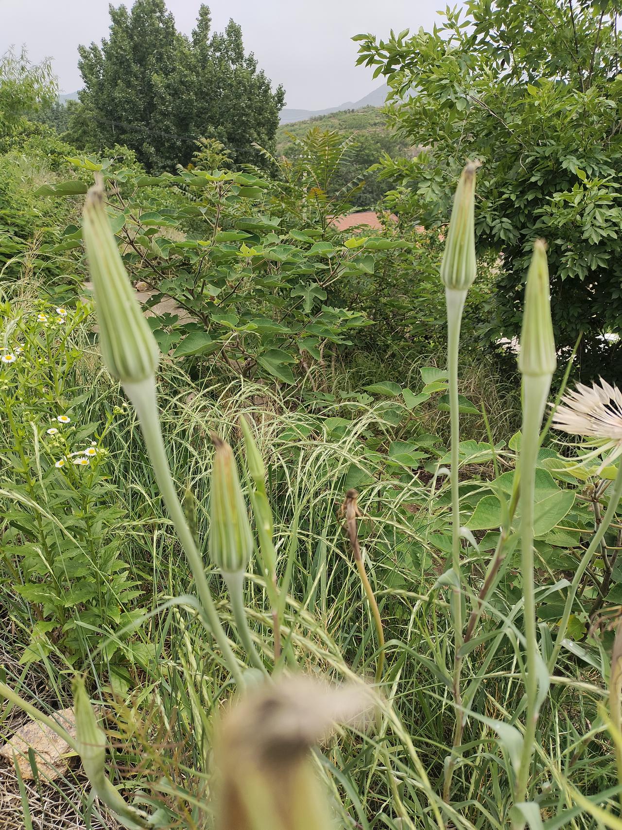 如果再活一次，我也愿意当现在的自己。人生虽有诸多遗憾，我曾笨拙莽撞浪费时光，胆小