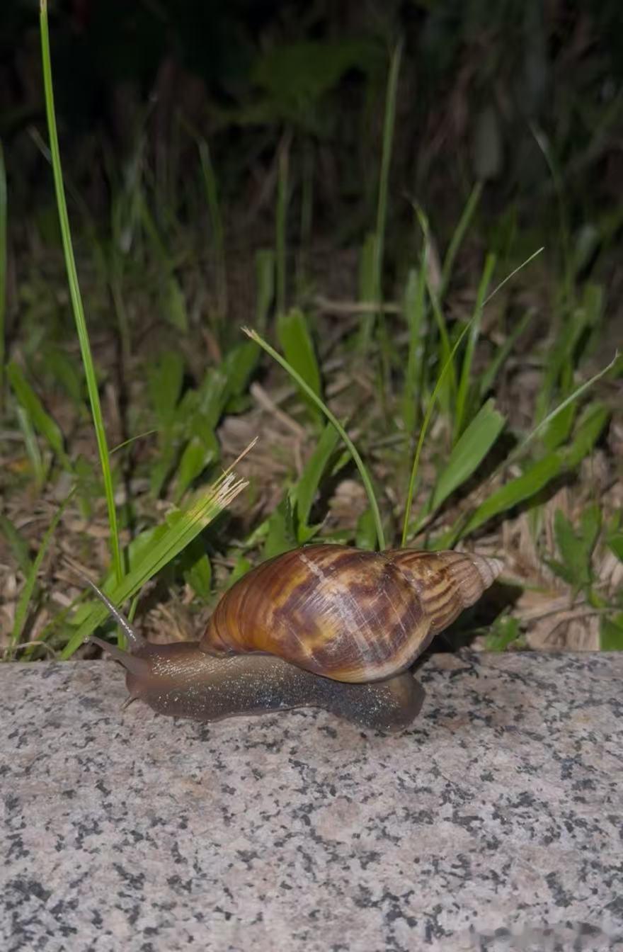 广东1岁女童接触蜗牛高烧不止带娃去深圳游玩的家长们注意了！深圳1岁女童因接触小区