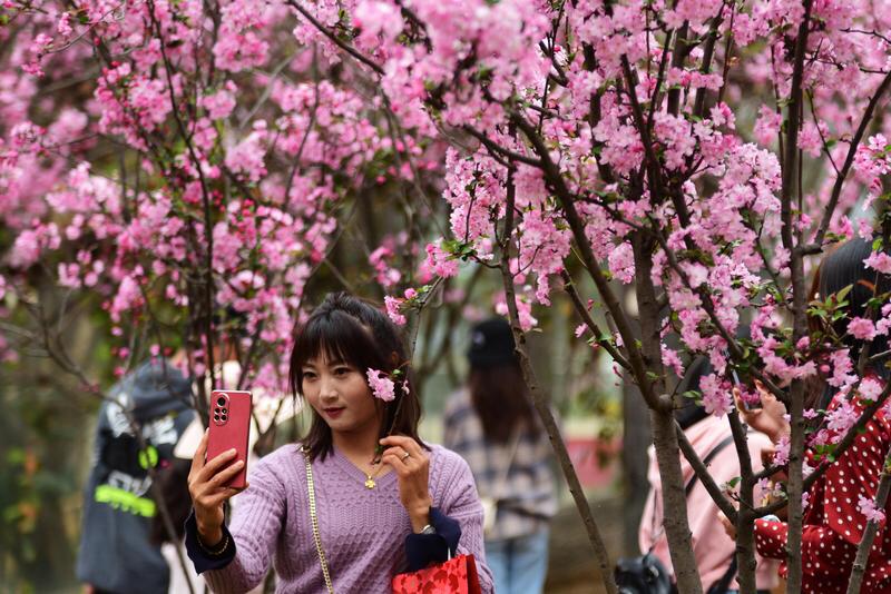 樱花绽放之际，不乏赏花的绝佳胜地。
昆明圆通山便是个不错的选择，2月底至3月中下