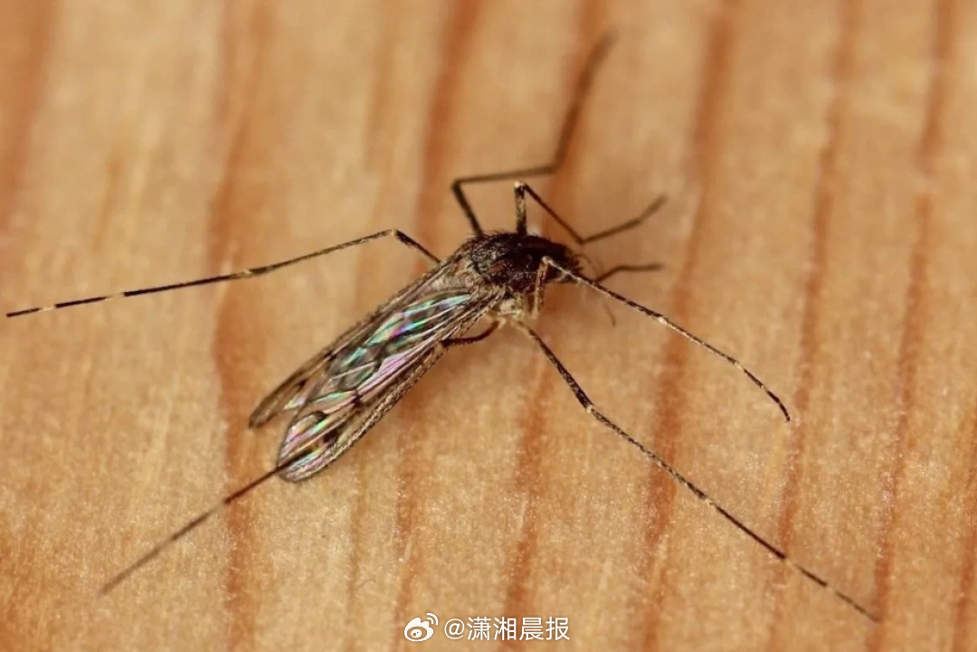 【#冰岛都有蚊子了##全球只剩南极洲没蚊子了#】冰岛也有蚊子了。近日，冰岛一男子