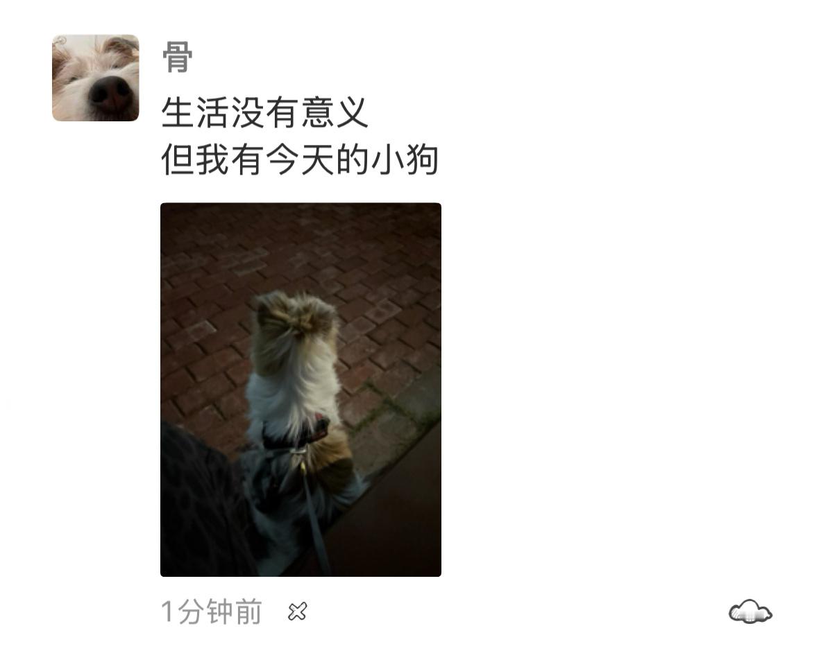 土豆含量99% ​​​