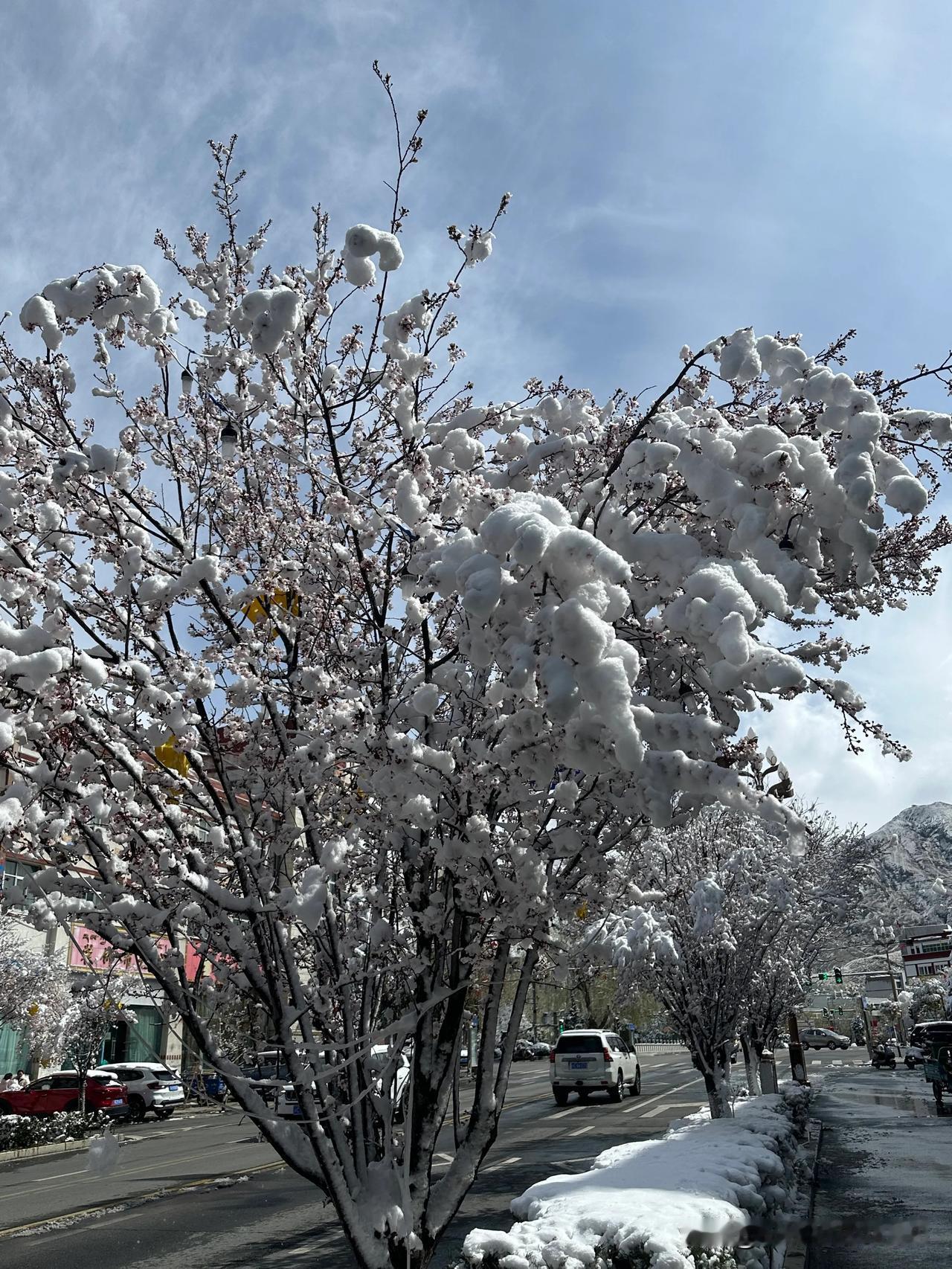 春日随手拍山南的桃花雪