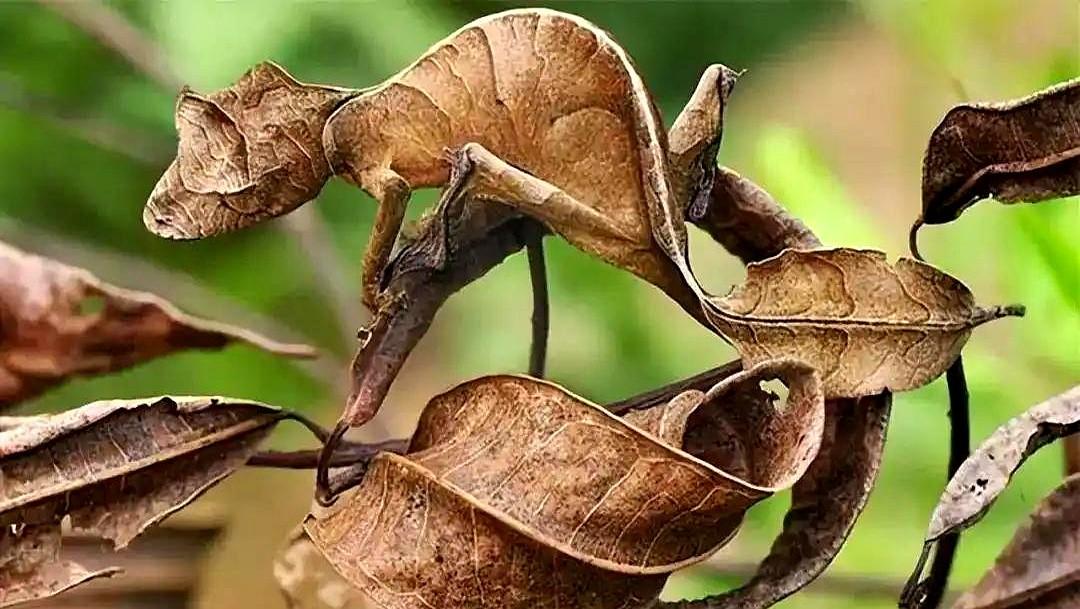 千万别只扫一眼就划走！
我把整张图都看穿了，那小东西就那么静静地趴在那儿，用一身