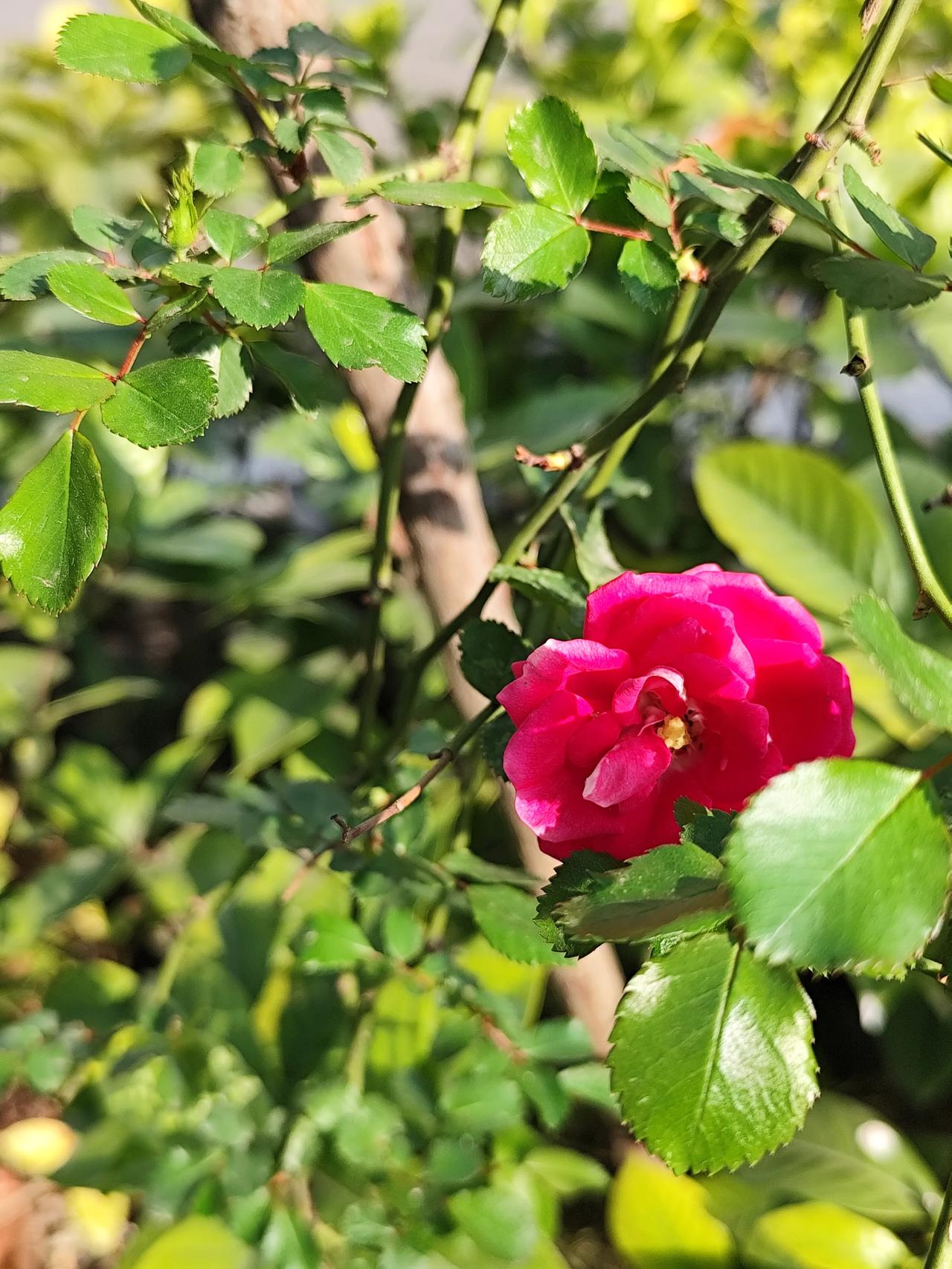 【2026 惊蛰】2026年3月5日，惊蛰来了！这一天是农历正月十七，春雷始鸣，